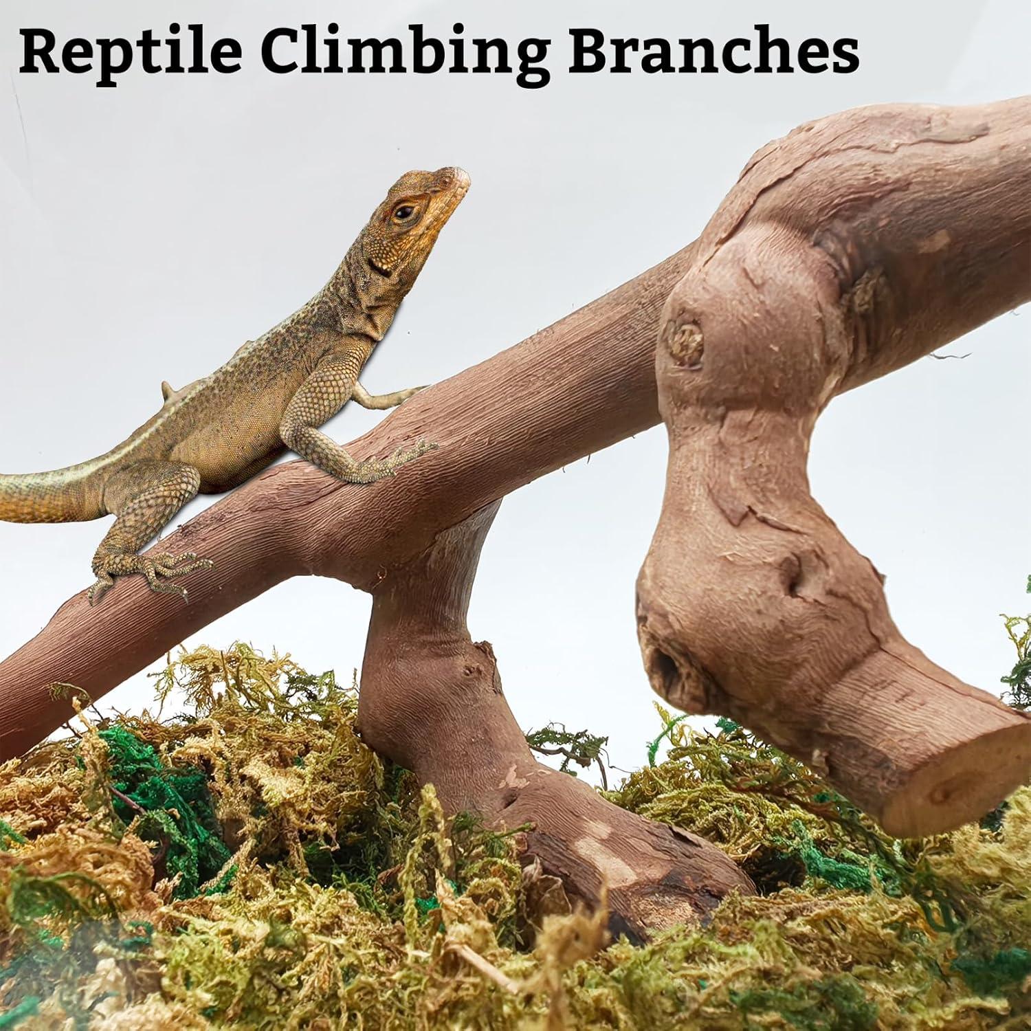 How Our Pets Thrived with These Natural ⁤Climbing Branches