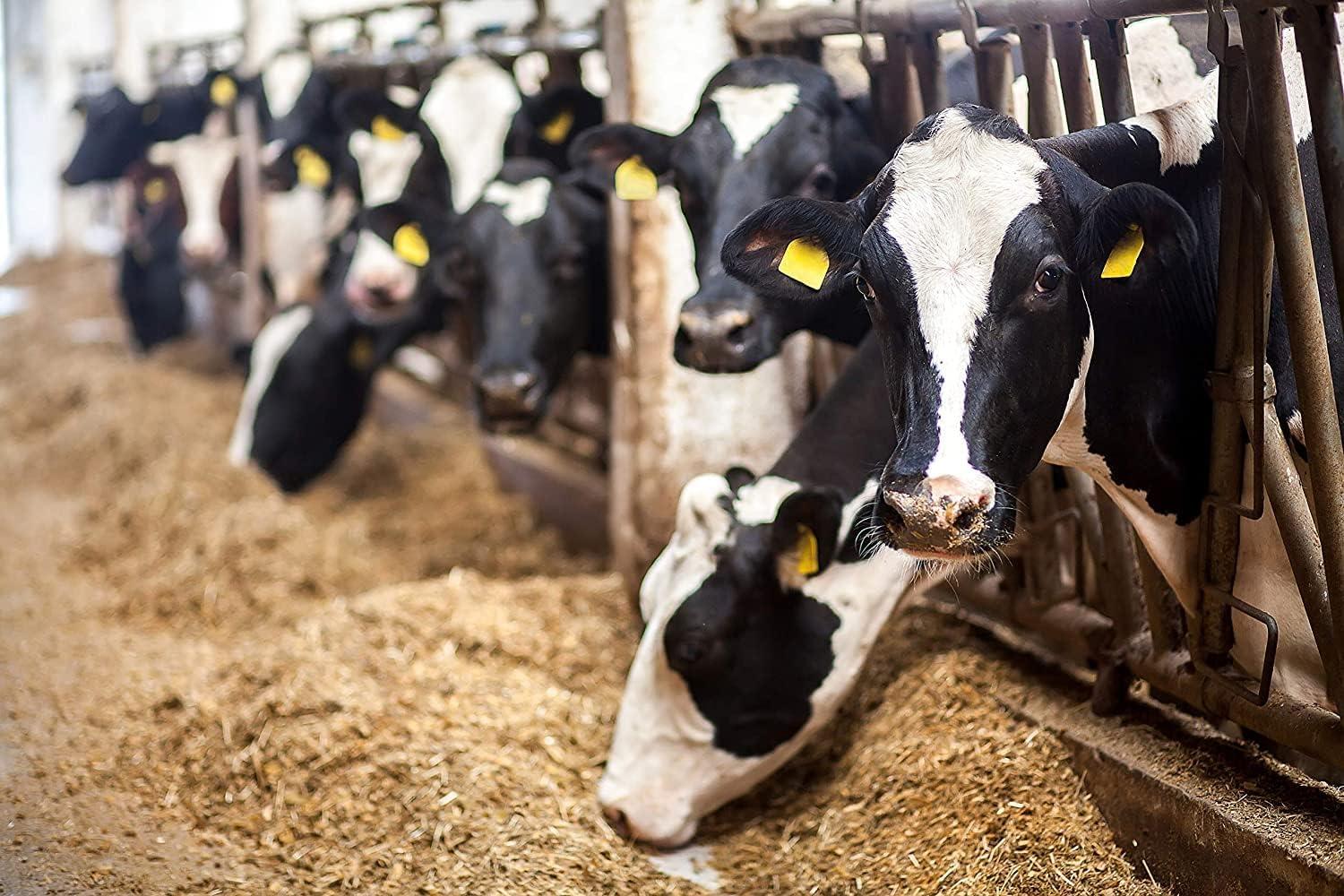 How Our Barn Finally Beat Mosquitoes with 24-hour Control