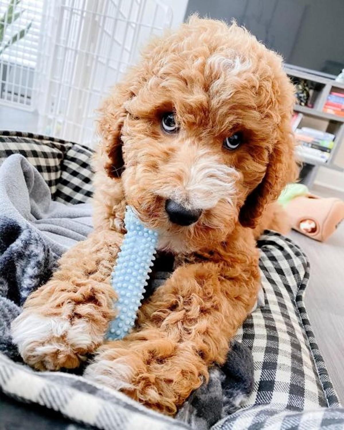 How‍ Our ⁢Puppy's Teething Pain Faded‍ with Tasty‍ Chew ​Toys