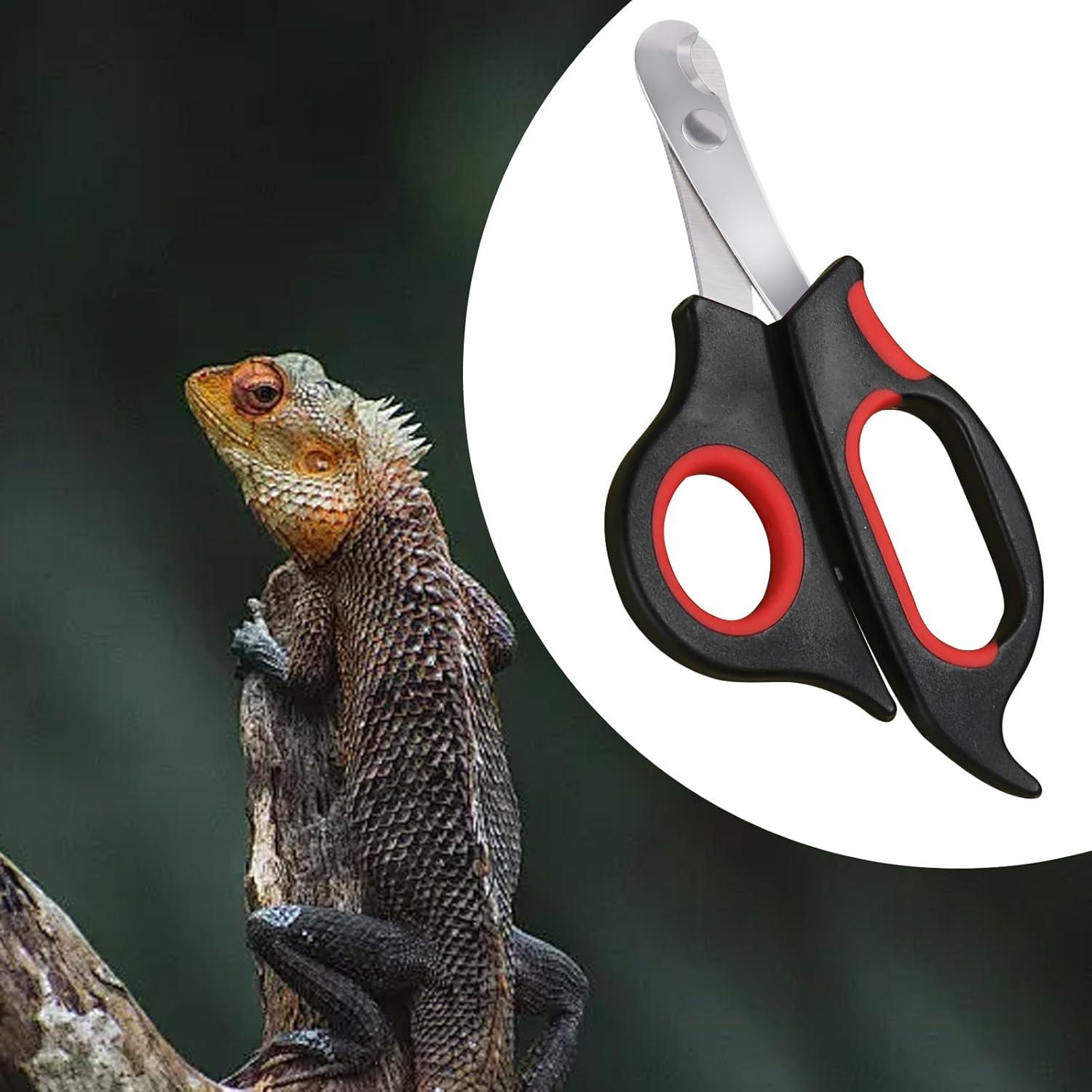 the Perfect‍ Trim:‍ How ‌We Keep Our Bearded Dragons’ Nails Safe & Smooth