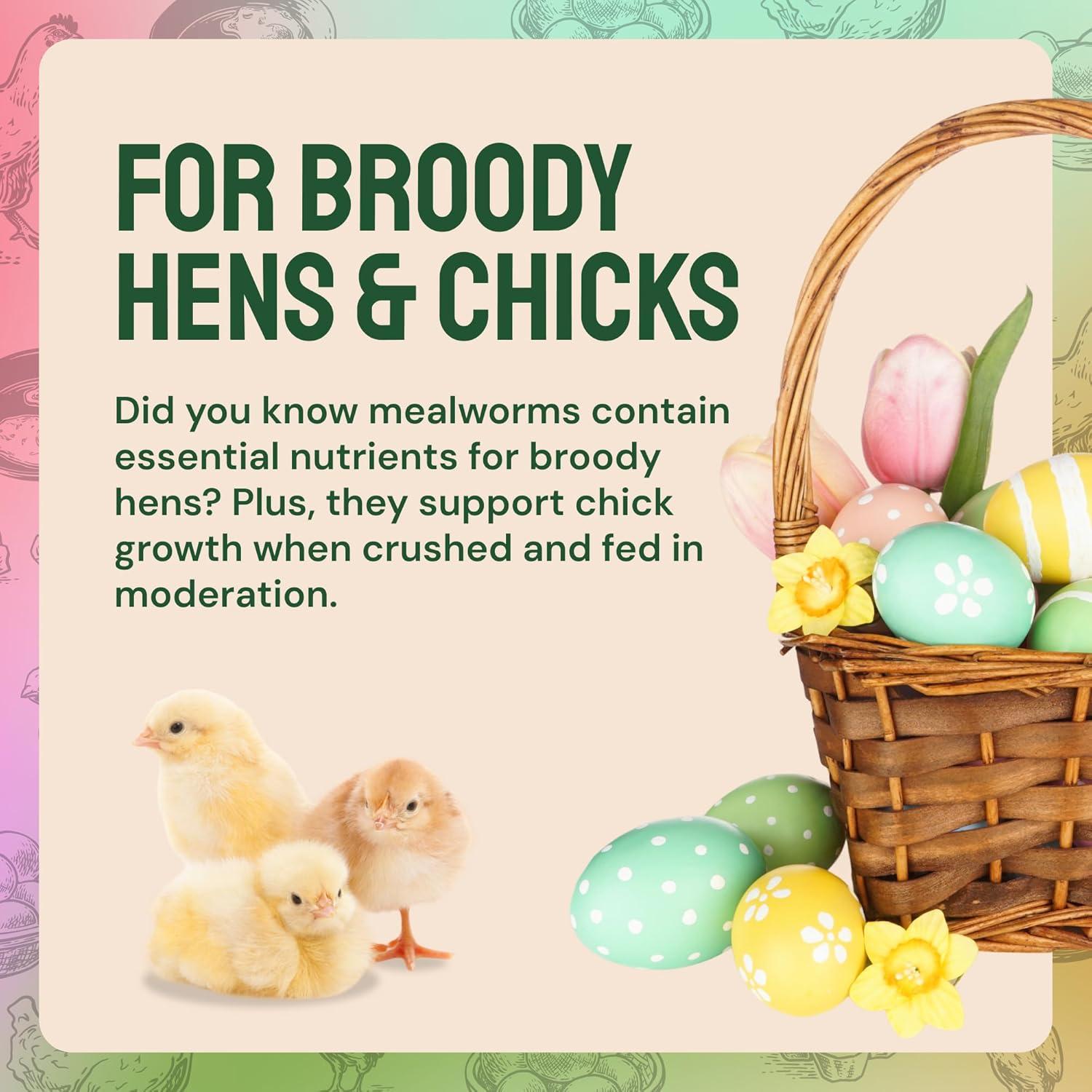 Fueling Our‍ Flock ⁢Naturally: High-Protein Mealworms That Deliver