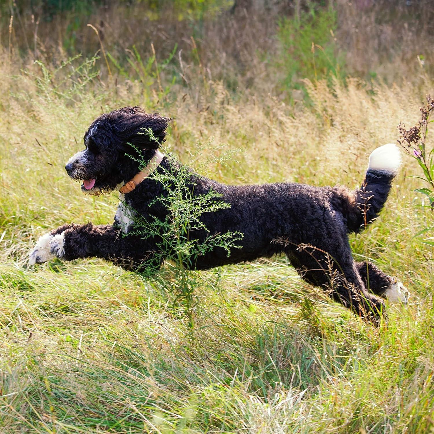 Fueling Our Dogs’ health: Salmon & Pumpkin Kibble That Delivers