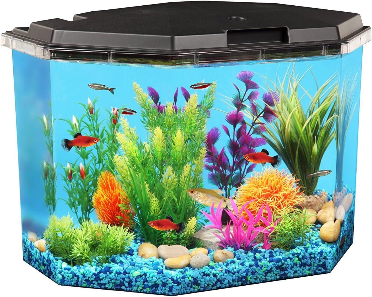 Top​ Rainbow Fish Care and Aquarium Kits for Every Hobbyist