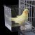 How Our Feathered Friends Found Relaxation in a Cozy Bird Bath