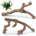 How Our Pets Thrived with These Natural Climbing Branches