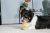 How Our Dogs Loved the Chew Toy That Cleans Their Teeth